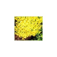 金山繡線菊、金焰繡線菊、珍珠繡線菊