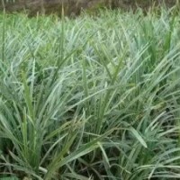 廣西銀邊草，銀邊草種苗供應(yīng)、銀邊草價(jià)格