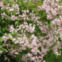 金葉猶、平枝荀子、太平花、猥實、紅雪果.糯米條、紫珠、海州常