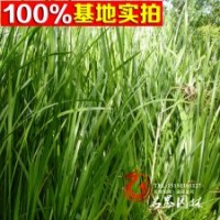 直銷水生植物水生花卉鳶尾菖蒲