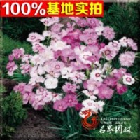 基地長期供應(yīng)彩色地被植物地被石竹
