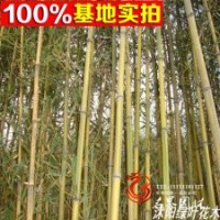 基地低價供應 各種規(guī)格的黃金竹