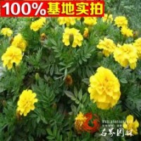 大量供應(yīng)各種草花一串紅萬(wàn)壽菊等