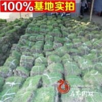 常年大量提供四季青，價(jià)格優(yōu)惠