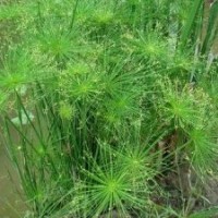 供應水生植物埃及莎草，推薦懿鴻水生植物