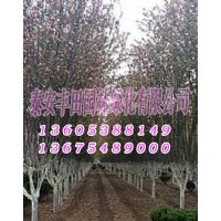 西府海棠價格