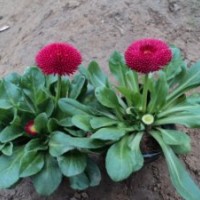 時令草花價格 時令草花基地 時令草花批發