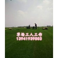 小區學校別墅草坪哪里賣