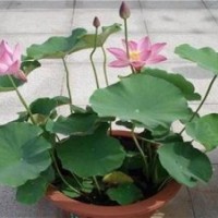 荷花、綠荷水生、荷花盆景價格