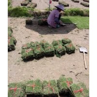 賓陽縣馬尼拉草皮批發(fā)價，賓陽縣草皮/草坪，賓陽縣綠化草坪
