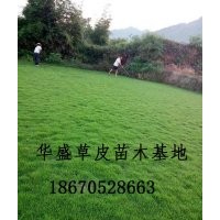 湖北草坪基地~馬尼拉草坪價格~供應馬尼拉草