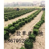 馬尼拉草皮-湖南馬尼拉草皮價格-郴州馬尼拉草皮規格多少