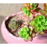 迷你花卉、大連花卉、綠馨花卉(多圖)
