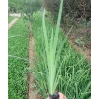 水生鳶尾批發價格 圖片