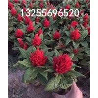 雞冠花什么時候開花 雞冠花品種大全 雞冠花價格 雞冠花批發 供應