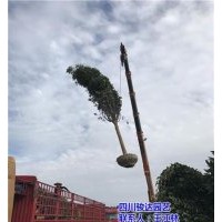 樂山桂花樹|駿達(dá)園藝|雅安桂花樹品種