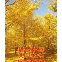 銀杏樹苗_胡氏銀杏_銀杏樹苗的批發