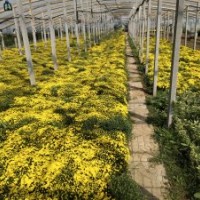 國慶菊供應，山東國慶菊批發，國慶菊基地，歡迎選購