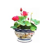 出售觀賞荷花、睡蓮種苗