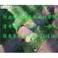 我基地長年出售草坪，以高羊茅、早熟禾為主