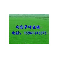 農戶特價大量供應百慕大與黑麥草混播草坪