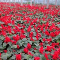 秦皇島盆裝金雞菊、黑心菊、天人菊、金雞菊、萬(wàn)壽菊、美人蕉盆裝