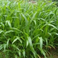 2013年精品牧草種子供應貨到付款