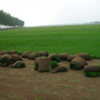 供應早熟禾草坪
