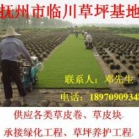 長期供應綠化草坪