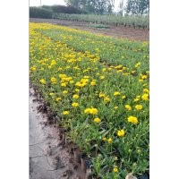 黑心菊、金雞菊、天人菊、荷蘭菊、松果菊、菊花