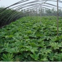 常年出售爬山虎，八角金盤，長春藤等耐蔭觀葉植物