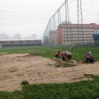 欒城草坪價格