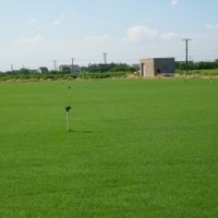 句容欣欣草坪基地供應優質果嶺草