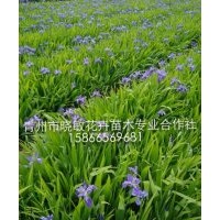 山東宿根花卉批發