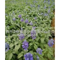 山東草花鼠尾草批發價格