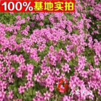 基地低價批發(fā)紅花草紅花醡漿草