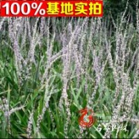 基地常年批發(fā)吉祥草可盆栽優(yōu)質(zhì)