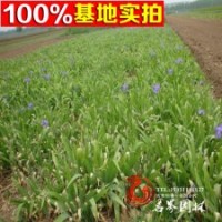 紫花、水生、藍(lán)花鳶尾苗工程綠植