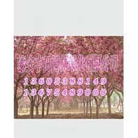 櫻花樹苗廠家批發