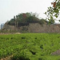 油茶樹苗|嫁接油茶樹苗|油茶樹苗的培育技術