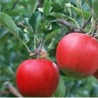 優質蘋果苗|山東蘋果苗|旭昇園藝場(圖)
