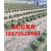 2017馬尼拉草坪價格新報價 主要供應馬尼拉草