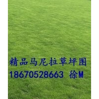 馬尼拉草皮 江西馬尼拉草坪 馬尼拉草皮報價/圖片/規格