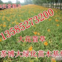 大花萱草價格-江蘇大花萱草基地價格-萱草批發直銷量大價優