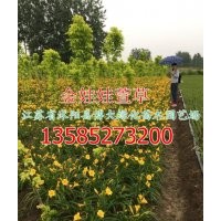 金娃娃萱草產地價格-江蘇金娃娃萱草與大花萱草的區別