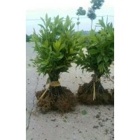 馬尼拉草皮 色塊小苗,杜鵑，紅繼木，小葉女貞，大葉女貞，金邊黃