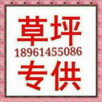 苗木，草坪，百慕大草坪，四季青草坪
