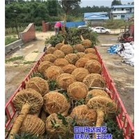 雅安桂花樹批發(fā)商|廣安桂花樹|駿達(dá)園藝(查看)