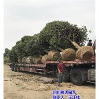 巴中桂花樹_駿達(dá)園藝_雅安桂花樹品種