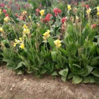 供鳶尾，紅花草，麥冬草，蔥蘭，金娃娃宣草